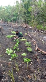 Kebun pertanian ubi jalar