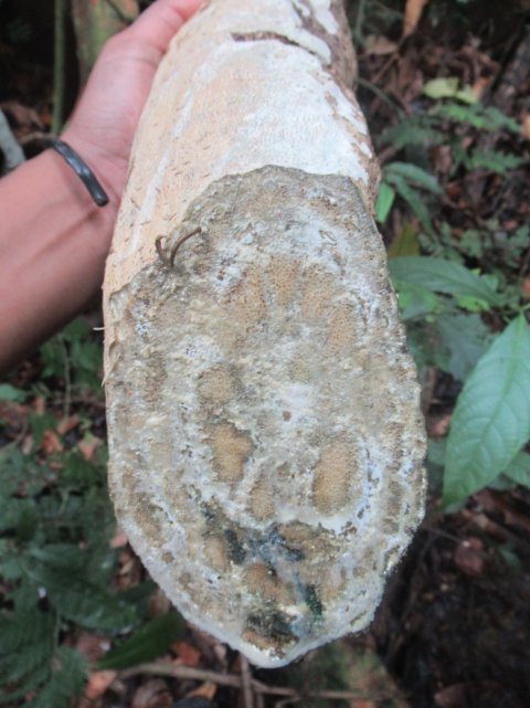 Dlimit (Tali Kuning) 