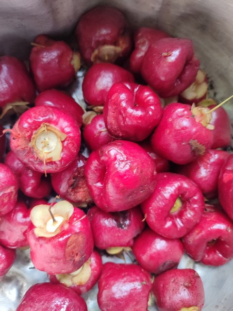 Mkroyok (jambu Hutan) 