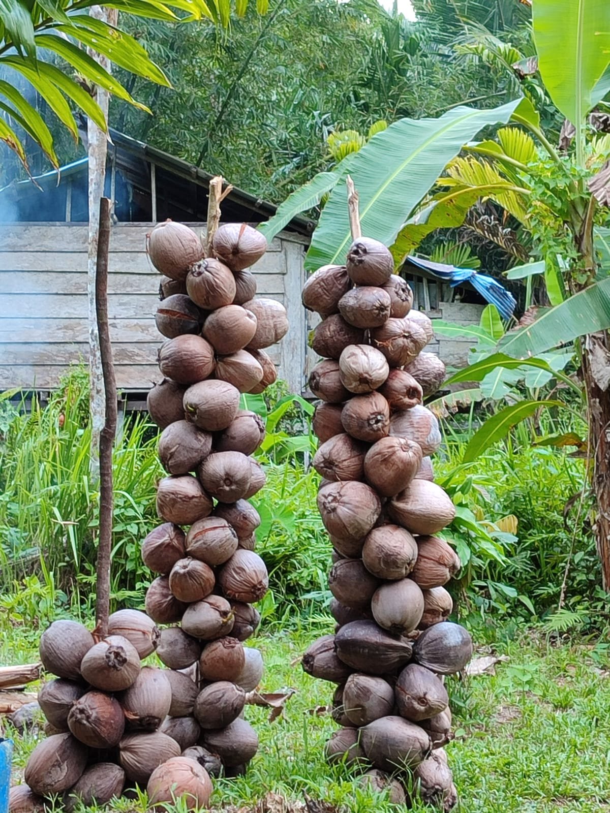 Kelapa Kering 