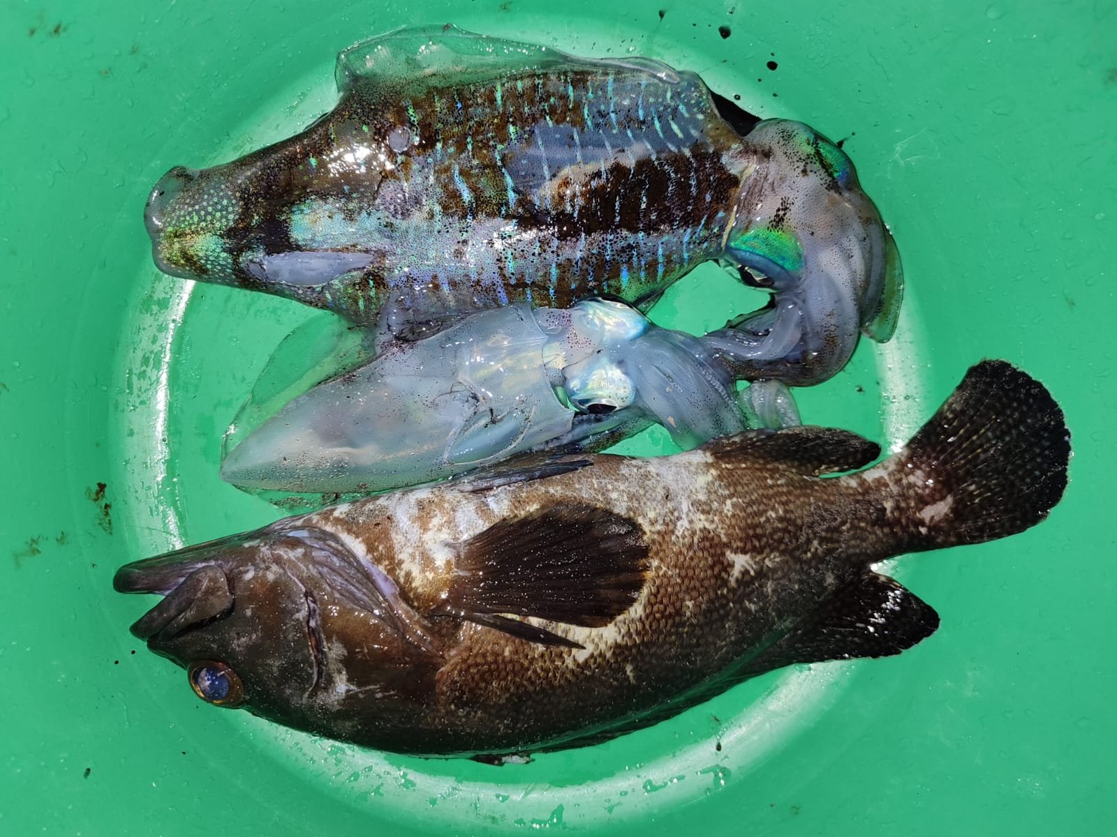 Cumi Tinta dan Ikan Kerapu 