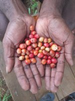 KOPI MEN MLASWAT